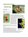 Ambush Bug - Western Colorado Insects