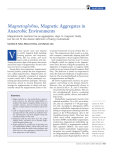Magnetoglobus, Magnetic Aggregates in Anaerobic Environments