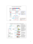 1 Processing of eukaryotic pre-mRNA