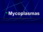 Mycoplasmas