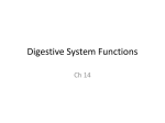 Digestive System Functions