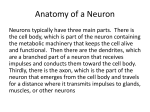 Anatomy of a Neuron