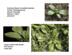 Common Name: broadleaf plantain Family: Plantaginaceae Genus