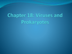 Chapter 18: Viruses and Prokaryotes
