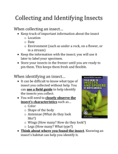 Collecting and Identifying Insects