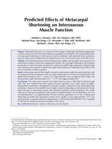 Predicted Effects of Metacarpal Shortening on Interosseous Muscle