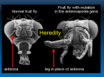 Heredity