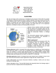 glaucoma - Liles Animal Clinic