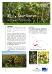 Spiny Rice-flower