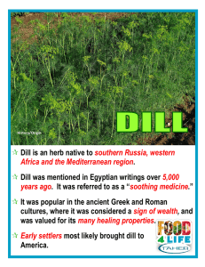Dill is an herb native to southern Russia, western Africa and the