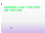 Examining Plant Structures and Functions