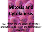 Mitosis and Cytokinesis - Mr. Allen`s Biology Class