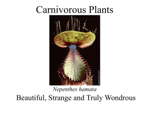 Carnivorous Plants - New England Carnivorous Plant Society