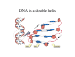 DNA is a double helix