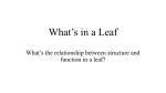 What`s in a Leaf - Renton School District
