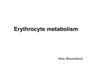 Metabolism of erythrocytes