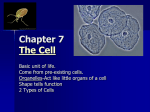 Chapter 7 The Cell