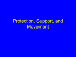 Protection, Support, and Movement