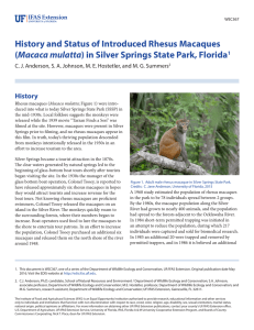 History and Status of Introduced Rhesus Macaques