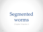 Segmented worms - SattlerScience