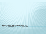 Organelles Organized