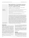 Rapid identification of Acinetobacter baumannii, Acinetobacter