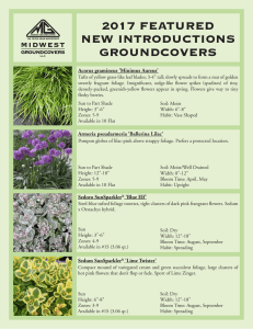 2017 FEATURED NEW INTRODUCTIONS GROUNDCOVERS