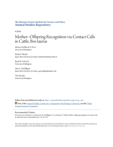 Mother--Offspring Recognition via Contact Calls in Cattle, Bos taurus