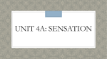 Unit 4A: Sensation