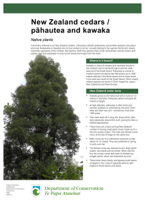 New Zealand cedars / pahautea and kawaka