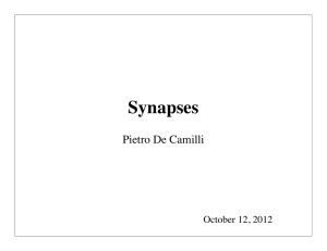 Synapses lecture 2012 De Camilli final