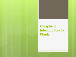 Chapter 8: Introduction to Plants