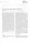 The morphogenesis of human sphincter urethrae muscle