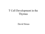 T Cell Development in the Thymus David Straus