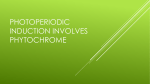 Photoperiodic induction involves phytochrome