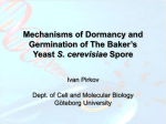 Microarray on Germinating Yeast Spores (WP2)