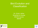 Bird Evolution and Classification