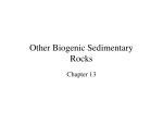 Other Biogenic Sedimentary Rocks