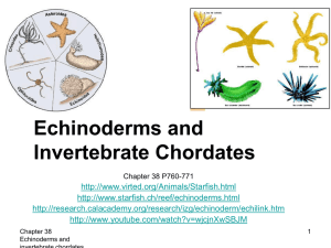Echinoderms and Invertebrate Chordates