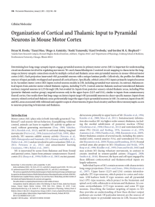 Organization of Cortical and Thalamic Input to Pyramidal Neurons in