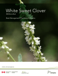 White Sweet Clover - invadingspecies.com