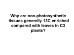 Why are non-photosynthetic tissues generelly 13C enriched