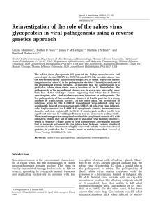 Reinvestigation of the role of the rabies virus glycoprotein in viral