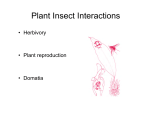 Plant Insect Interactions
