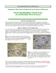 Protecting Blanding`s Turtle Nests