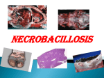 necrobacillosis_0