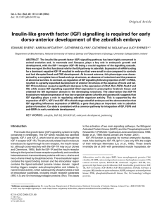 Insulin-like growth factor (IGF) signalling is required for early dorso