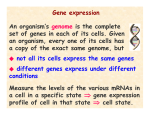 Gene expression An organism`s genome is the complete set of