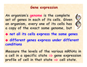 Gene expression An organism`s genome is the complete set of