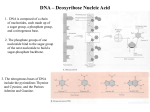 DNA – Deoxyribose Nucleic Acid